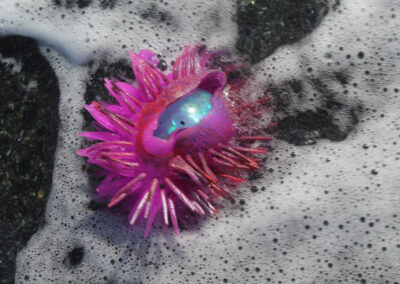 photographie Black beach